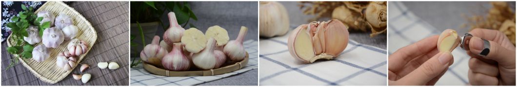 2020 Fresh Braids Garlic 5.5cm Pure White 1kg *10