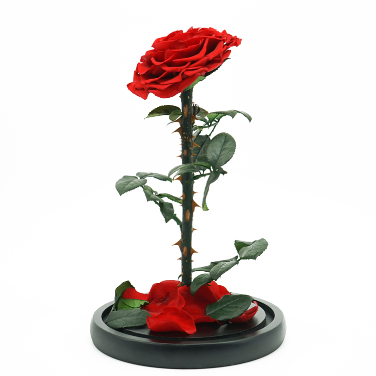 Fashion Dried Long Stem Rose Flower In Glass With Beautiful Appearance