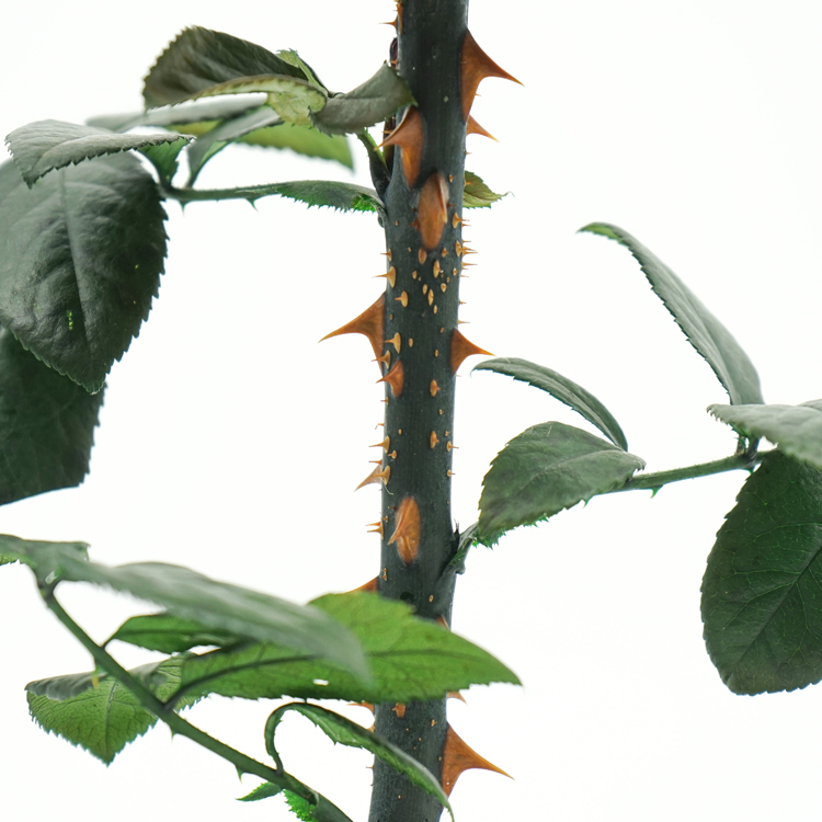 Fashion Dried Long Stem Rose Flower In Glass With Beautiful Appearance