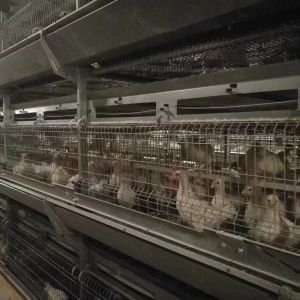 Modern Automated Battery Cage System Nipple Drinking Hot Dip Galvanized