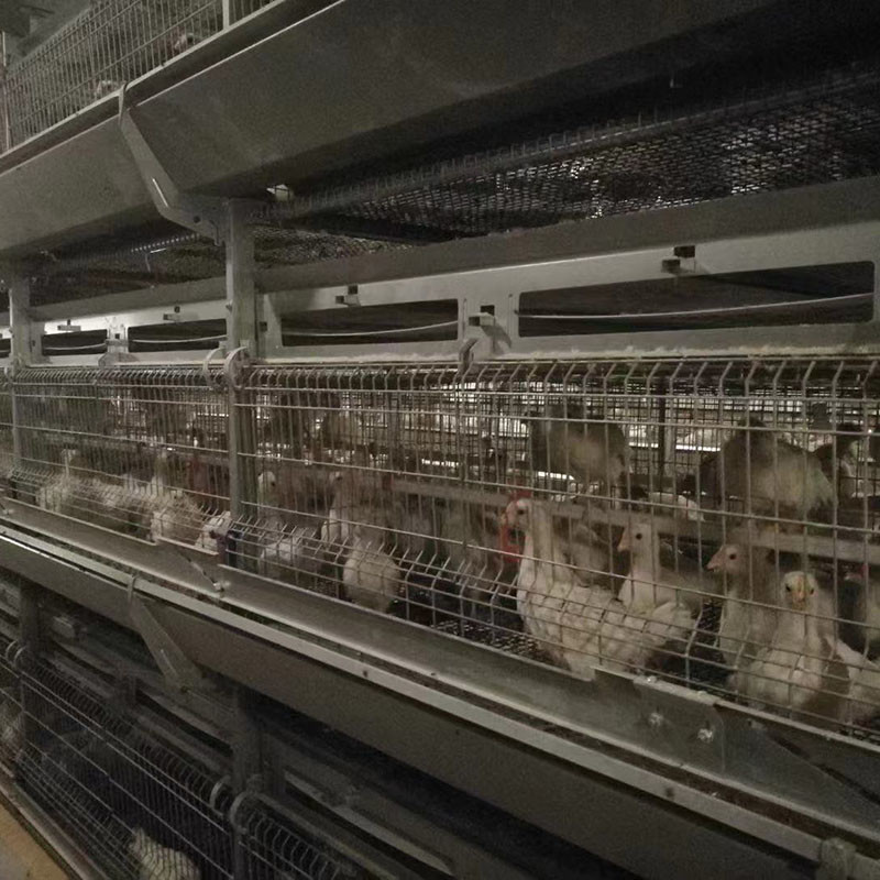 Poultry Farm H Type Layer Cage 25.5 * 24.5'' Better FCR ISO9001