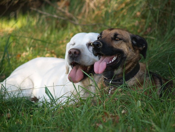 New Product Plastic Dog Poop Waste Bags, Eco-Friendly Garbage Thumb up Products for Dog Waste