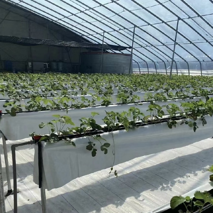 Sunlight Greenhouse Vegetable Production Seeding