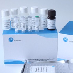 Beta 99% Accuracy Hcg Elisa Test Kit Ce Marked Human Use