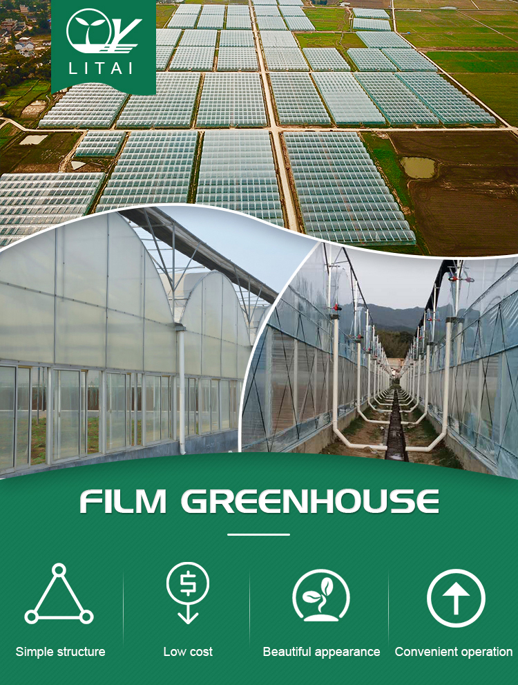 Long Life Multi-Span Film Greenhouse with Electric Control and Cooling Pad Fan System