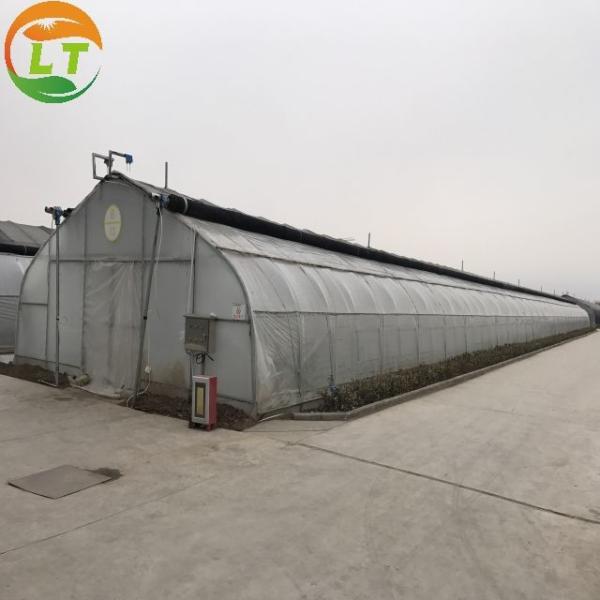 Film Covered Mushroom Cultured Greenhouse for Mushroom Cultivation and Easy