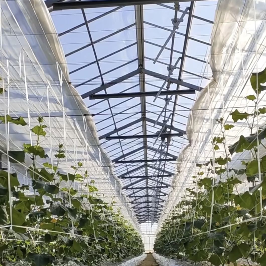 Galvanized Steel Tube Glass Greenhouse with Irrigation