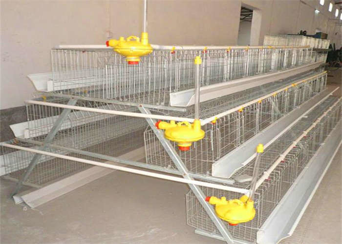 A Frame Egg Layer Chicken Cage 75kg Available For 96 Birds