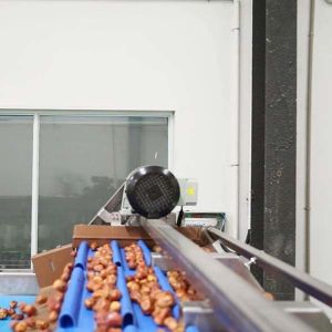 Optimal Size Sorting 1.4 Tons Per Hour 6-Lane Palm Dates Sorting Machine