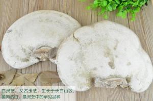 China Polyporus lucidum Leyss. Fr whole part,Bai ling zhi, herbal mushroom,herb medicine on sale