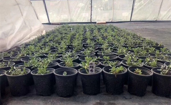 1 2 3 4 5 7 10 15 gallon garden plant black plastic nursery flower pot