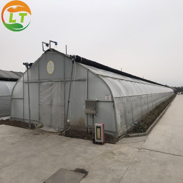 Single Layer Multi-Span Agricultural Greenhouses for Large-Scale Tomato Plant Farming
