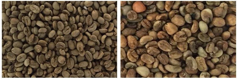 Coffee Color Sorter Machine Coffee Beans Color Sorter Machine Color Sorter Coffee