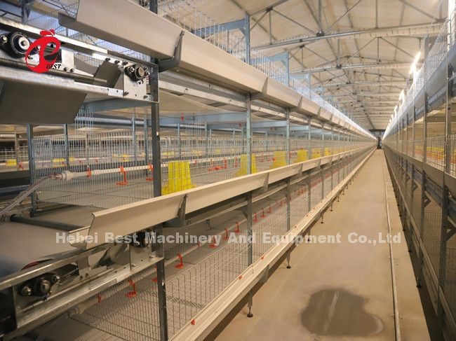 Automatic Feeding Broiler Battery Cage System For Farming Save Space Emily