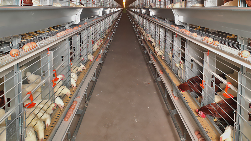 Steel Beams H Beams Heavy Structure Prefab Shed for Storage Shopping Mall Chicken Farm