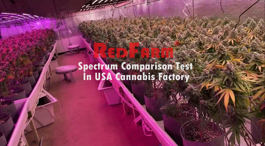 1200W 10Bars Horticulture LED Grow Light 4'x6' Samsung LM301H For Cannabis