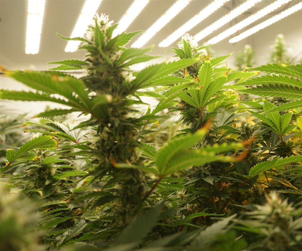 High Efficiency Energy Saving Grow Lights , 650W Horticulture Led Lights