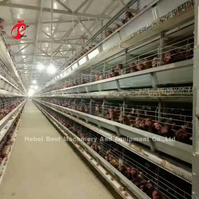 Automatic Chicken Cage Equipment Of H Frame 4 Tier Rearing Layer Cage For 50,000 Farm Doris Shi