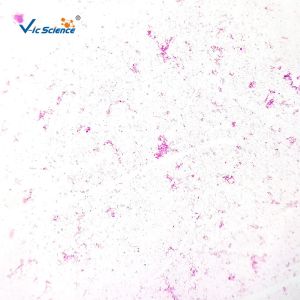 Biology Division Medical Student 13pcs Square Microscope Slides