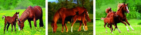 Landscape Animal 3D Custom Lenticular Printing Picture 3 Imaged Flip Poster For