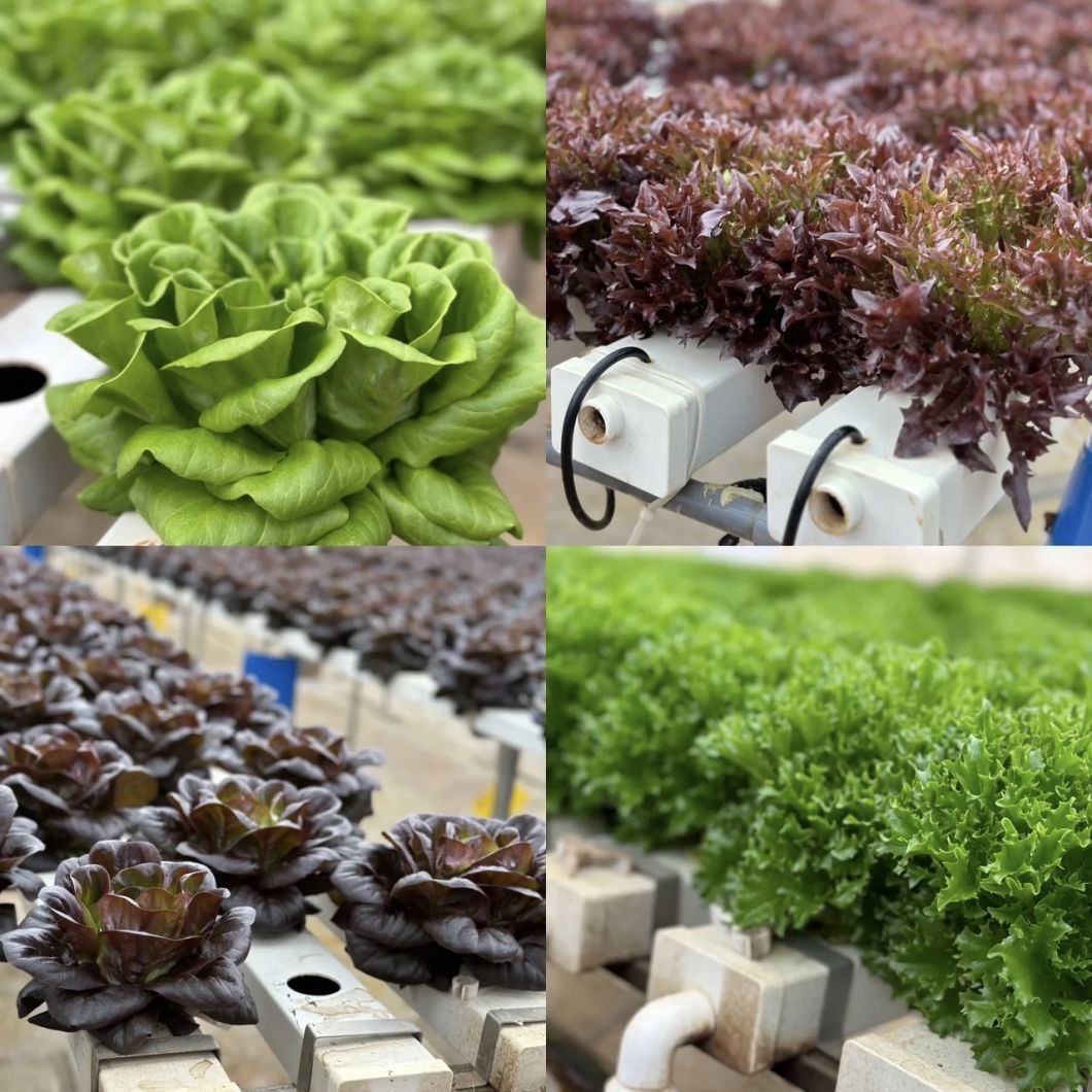 Glass Roof Hydroponic Greenhouse for Flower Cultivation