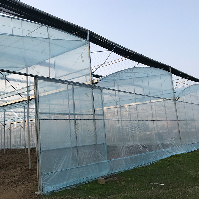 Galvanized Square Steel Pipe Multi-span Film Greenhouse for Irrigation and Ventilation