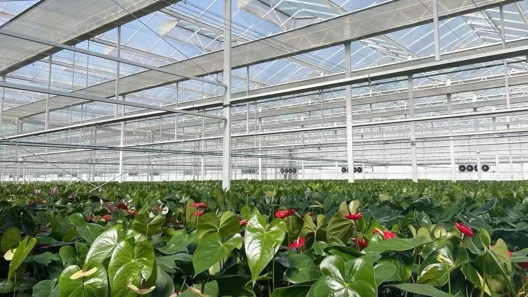 Greenhouse Hydroponics Growing System for Vegetables