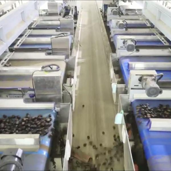 Quality Multi-Lane Sorting AI Powered 3.3 Tons/Hour Chestnut Sorting Machine With 6-8 Lanes 8 Outlets for sale
