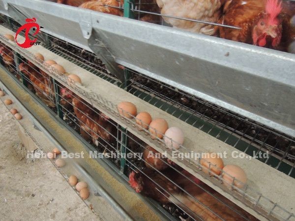 Modern Design Battery Layer Cage H Type Poultry Farm Cage ISO14001 Emily