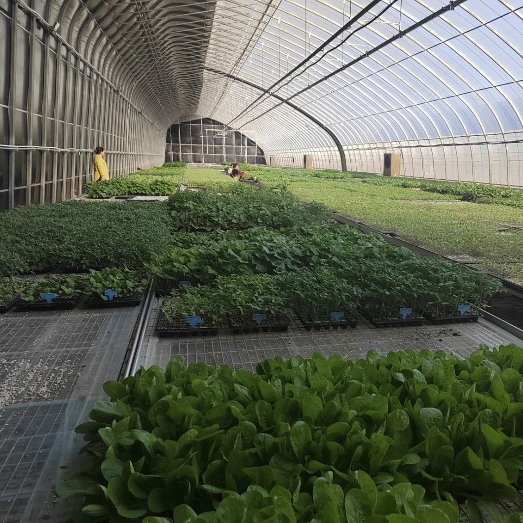 Hydroponic Seeding Breening Greenhouse
