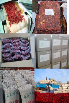 New Crop Kinds of Hot Chiles