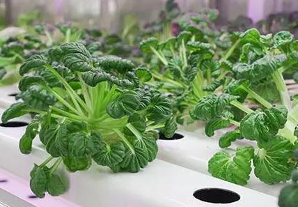 Leafy Vegetable Shipping Container Garden