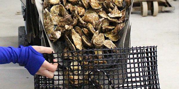 Durable Black PVC Coated Mesh , Aquaculture Netting For Oyster Feeding Coated