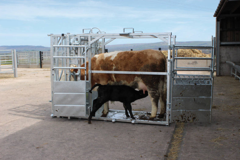 Economy Cattle Crush