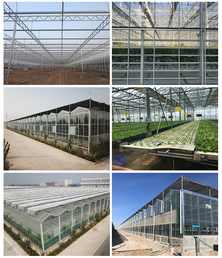 Optimize Tomato Production with 8m Width Glass Greenhouse and Farm Irrigation Systems
