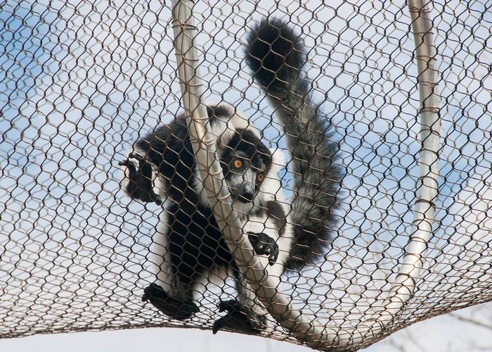 304L Animal Enclosure Mesh , Knotted Rope Mesh Wire Mesh SGS / CE