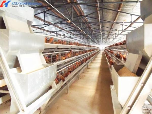 A Type Battery Layer Cage Poultry Farming Cage System With Automatic Feeding