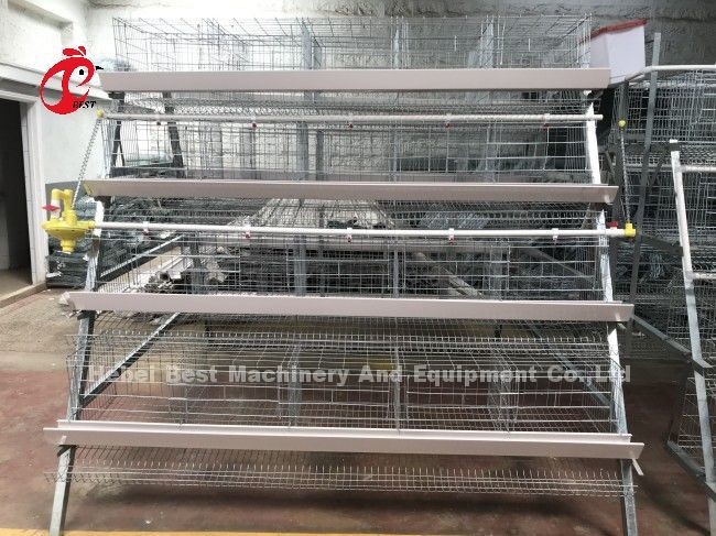 Galvanized A Type Chicken Farming Cage System 20 Years Lifespan Doris