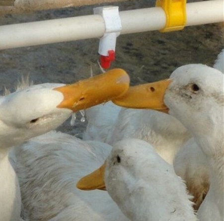 430mm Dia Polypropylene Pan Feeder Poultry Farm Equipment