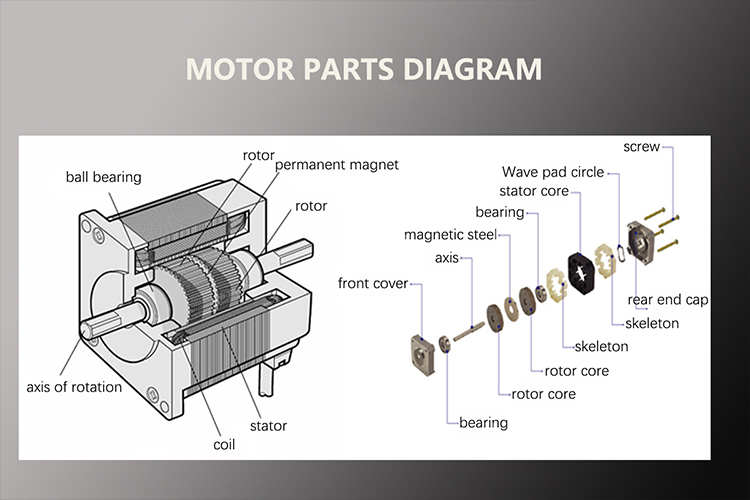 Faradyi Stepper Motor Nema11 1.8 Degree Two Phase Frame Size 28mm High Torque Stepper Motor With Long Worm Screw