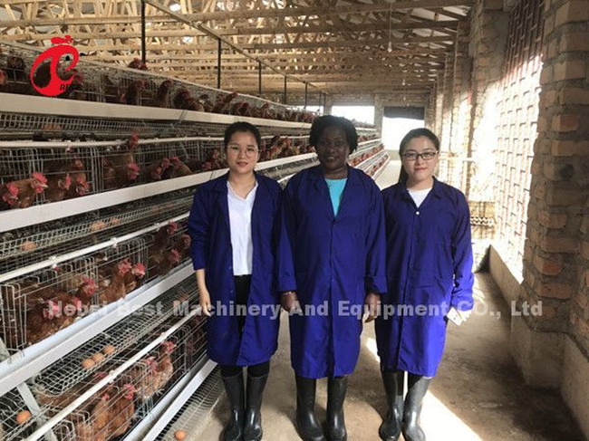 1 Layer 2.8mm Battery Cage System For Layers In Africa Star