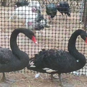 Plastic Hardware Mesh Netting, Garden Netting, Temporary Fence, Tree Guards,