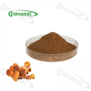  agaricus blazei extract Herbal Extract Powder 40% Polysaccharides / Immunity Improving Manufactures