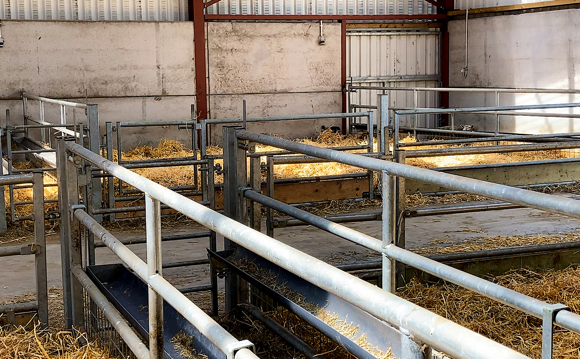 Aluminum Alloy Window Prefab Steel Construction Agricultural Building for Cattle Barn