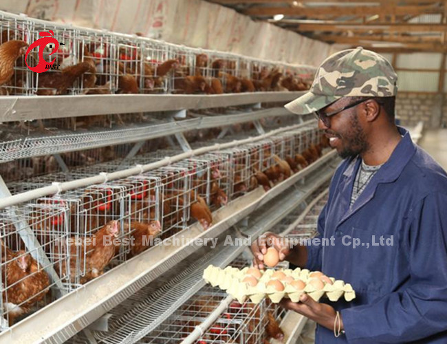 A Or H Type Layer Battery Cage System For 1000 To 20000 Birds Poultry Farm Iris