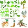 Buy cheap Lesser Galangal Rhizome Extract from wholesalers