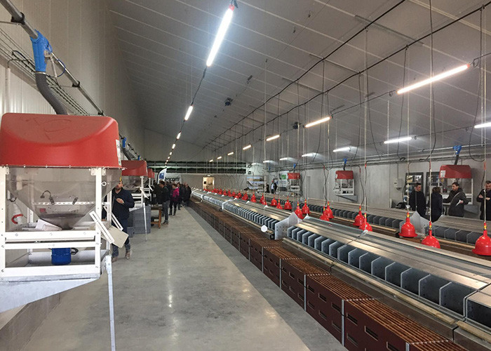Automatic Poultry Egg Collection System 20 Holes For Breeder Layer