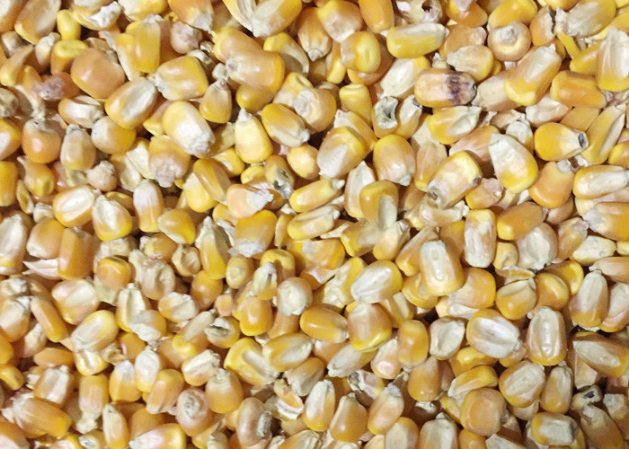 7 Chutes Corn Big Capacity Colour Sorting Machine Good Stability White Color