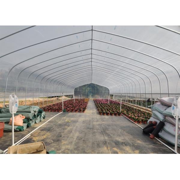 Quality Polytunnel Tunnel Single Span Economic Agricultural Tomato And Strawberry Greenhouse for Smart Hydroponic Sustainable Farming for sale