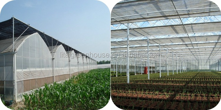 Single Layer Multi-Span Agricultural Greenhouses for Large-Scale Tomato Plant Farming